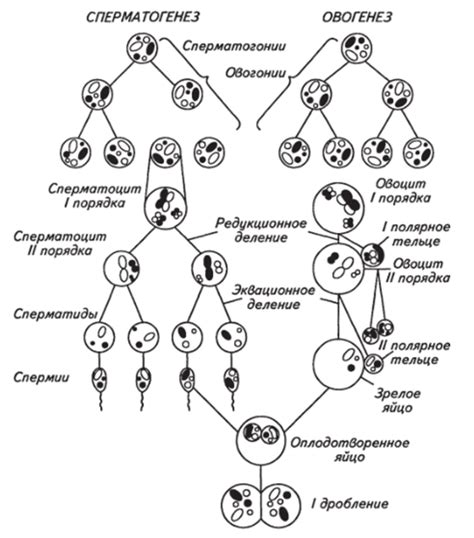 Финальное становление половых клеток