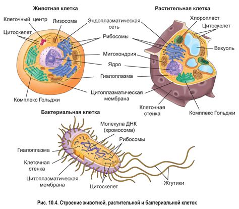 Форма цитоплазмы: зачем она шарообразная?