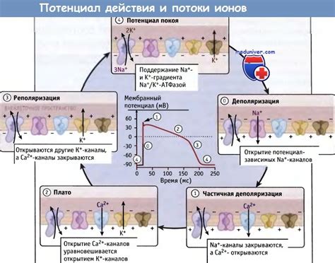 Формирование ионов