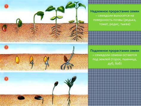 Формирование и развитие растения