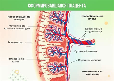 Формирование полноценной плаценты