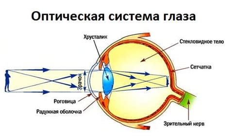 Функции глаз и их влияние на восприятие