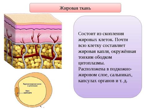 Функции жировой ткани