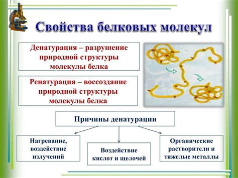 Функции и свойства мономера белка