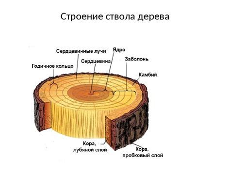 Функции и структура древесины