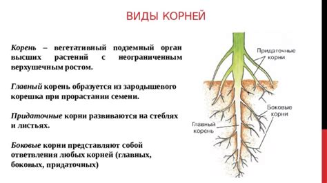 Функции корней в жизненном цикле растения