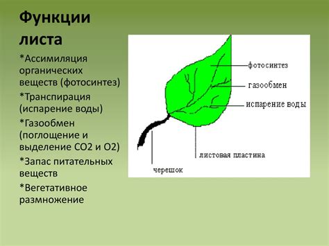 Функции листа