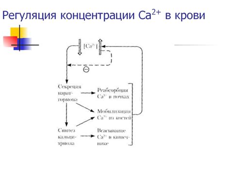 Функции повышенной концентрации Ca2+ после деполяризации сарколеммы