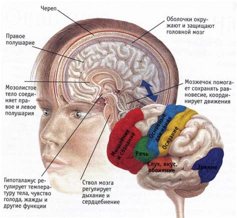 Функции поднятой головы