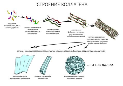 Функциональность организма