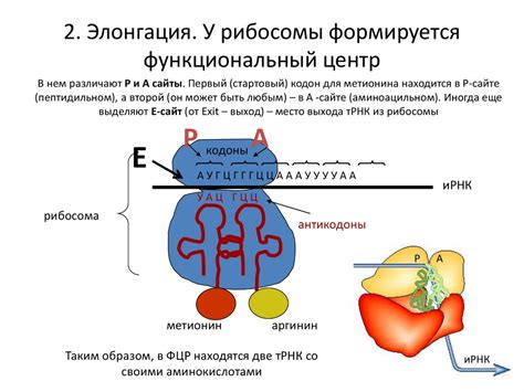 Функциональный центр рибосомы и его значение