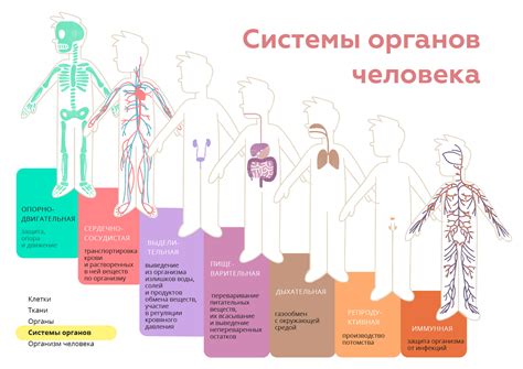 Функционирование электрофизиологических систем органов человека