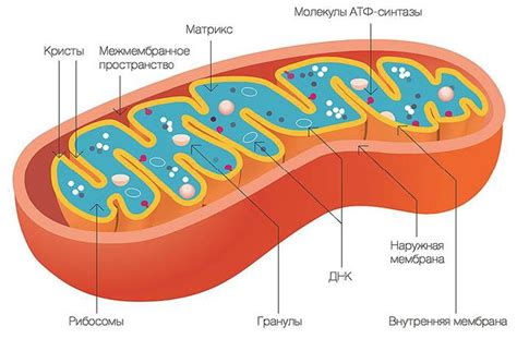 Функция митохондрий в организме