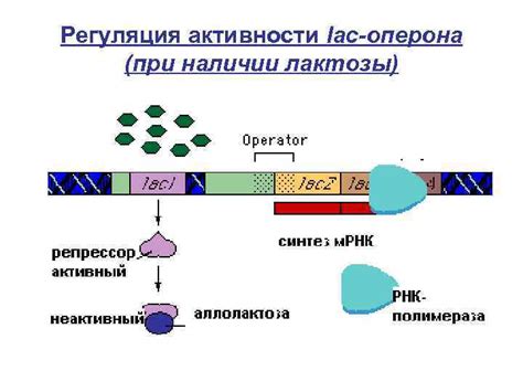 Функция оперона и регуляция его активности