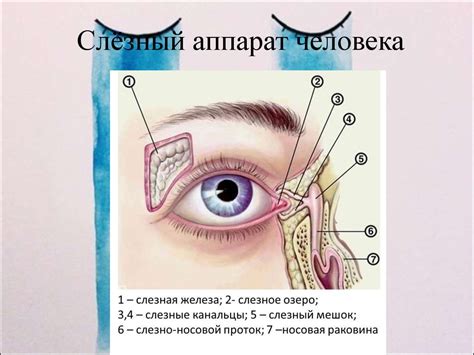 Функция слез при возбуждении