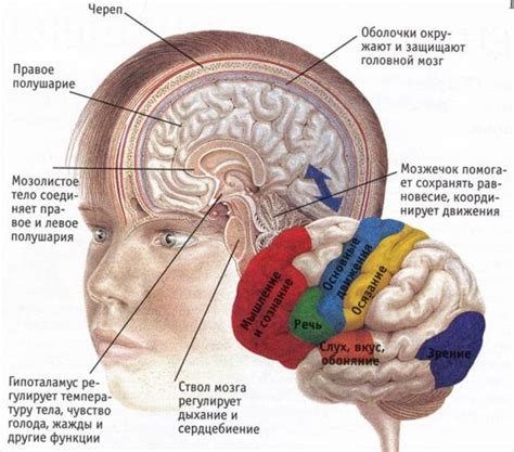 Характеристики нейронов коры головного мозга: структура и функциональные особенности