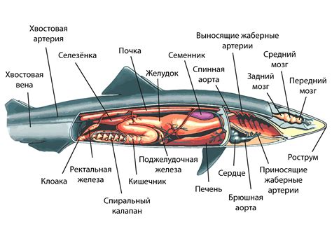 Характеристики хрящевых рыб