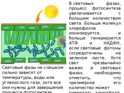 Хлорофилл в зеленом листе обеспечивает фотосинтез