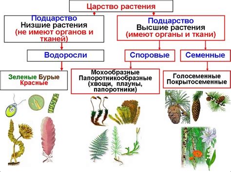 Царство растений и их многообразие