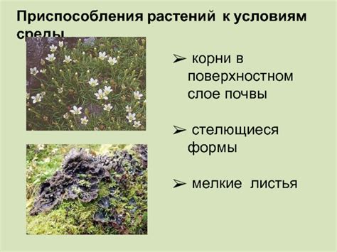 Целиком подраздел корни лиственницы обитают в поверхностном слое лесной почвы