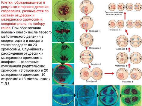 Цель мейоза