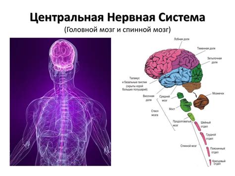 Центральная нервная система и повышение температуры