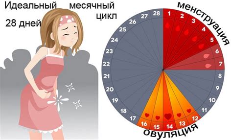 Циклы у женщин: мифы и реальность