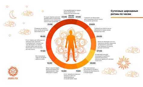 Циркадные ритмы и их влияние на время