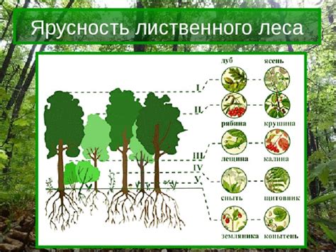 Чернолесье – характеристика лиственного леса