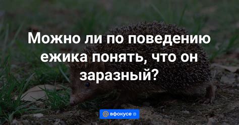 Что заставляет ежика бежать по поляне и смеяться: научное объяснение