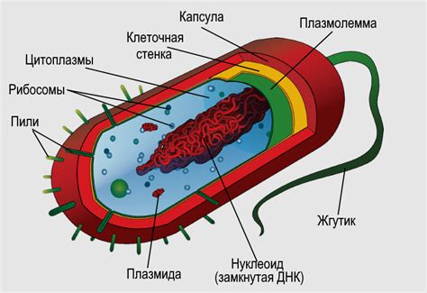 Что такое бактерии прокариоты и где они обитают?