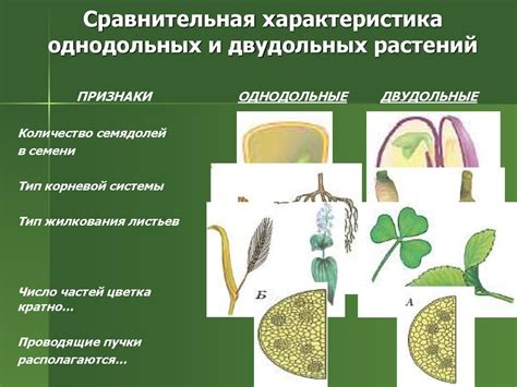 Что такое двудольные растения?