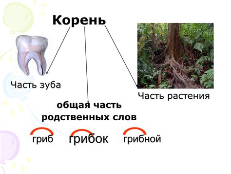 Что такое корень и какова его роль