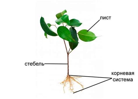 Что такое орган воздушного растения?