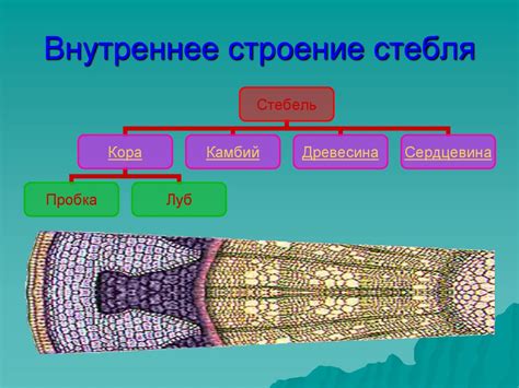 Что такое орган побега?