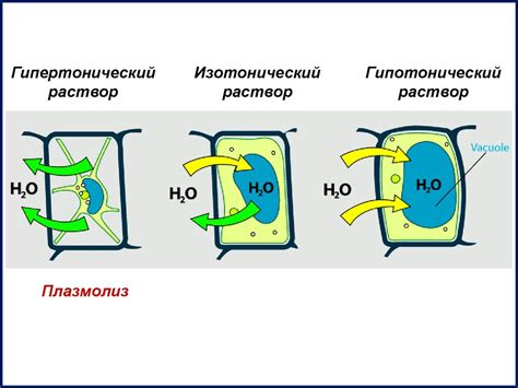 Что такое плазмолиз и деплазмолиз?