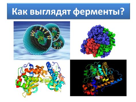 Что такое фермент