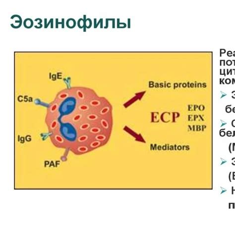 Что такое эозинофильный катионный белок?