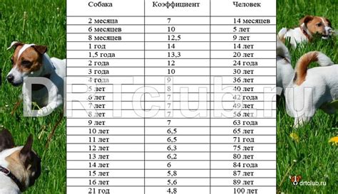 Чувашская собака: специфика и возраст