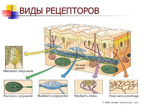 Чувствительность рецепторов