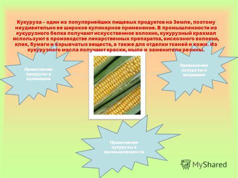 Широкое использование кукурузы в пищевой промышленности