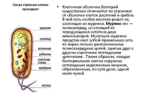 Школа форм бактерий прокариот