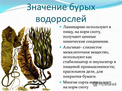 Эволюционная роль водорослей