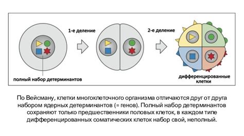 Эволюционная специализация организма