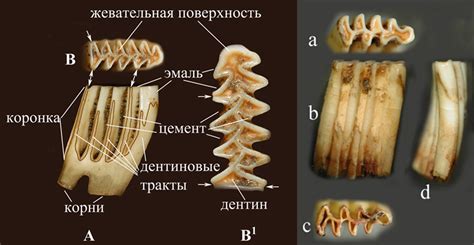 Эволюционные корни сходства зрачков