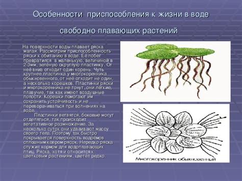 Эволюционные приспособления механической ткани у водных растений