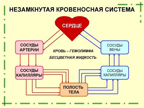 Эволюционные причины формирования "замкнутой" кровеносной системы