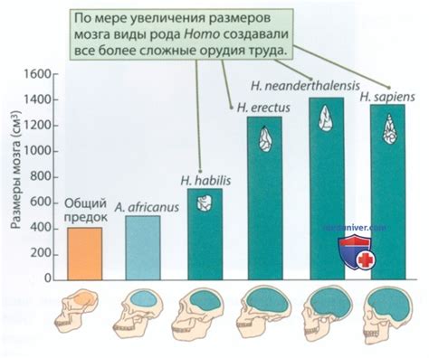 Эволюция анатомии и поведения