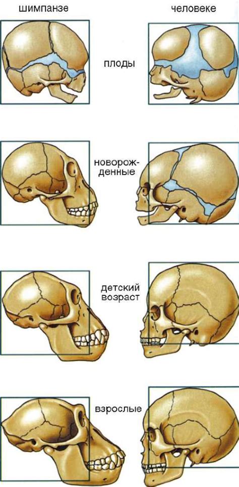 Эволюция формы таза у человека и шимпанзе