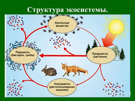 Экосистемы и важность изучения живых систем